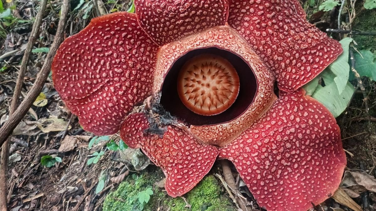Fenomena Alam: Rafflesia Arnoldii Mekar Sempurna di Rejang Lebong, Bengkulu
