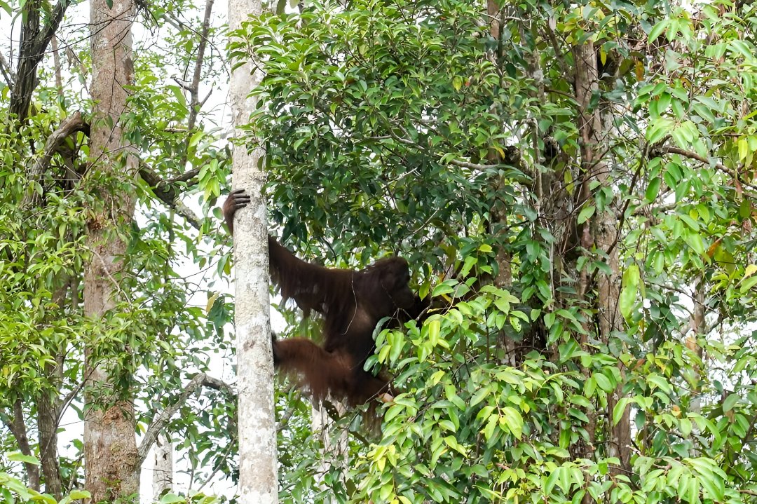 Raja Juli Antoni Tegaskan Komitmen Jaga Orangutan dan Habitat Hutan Indonesia