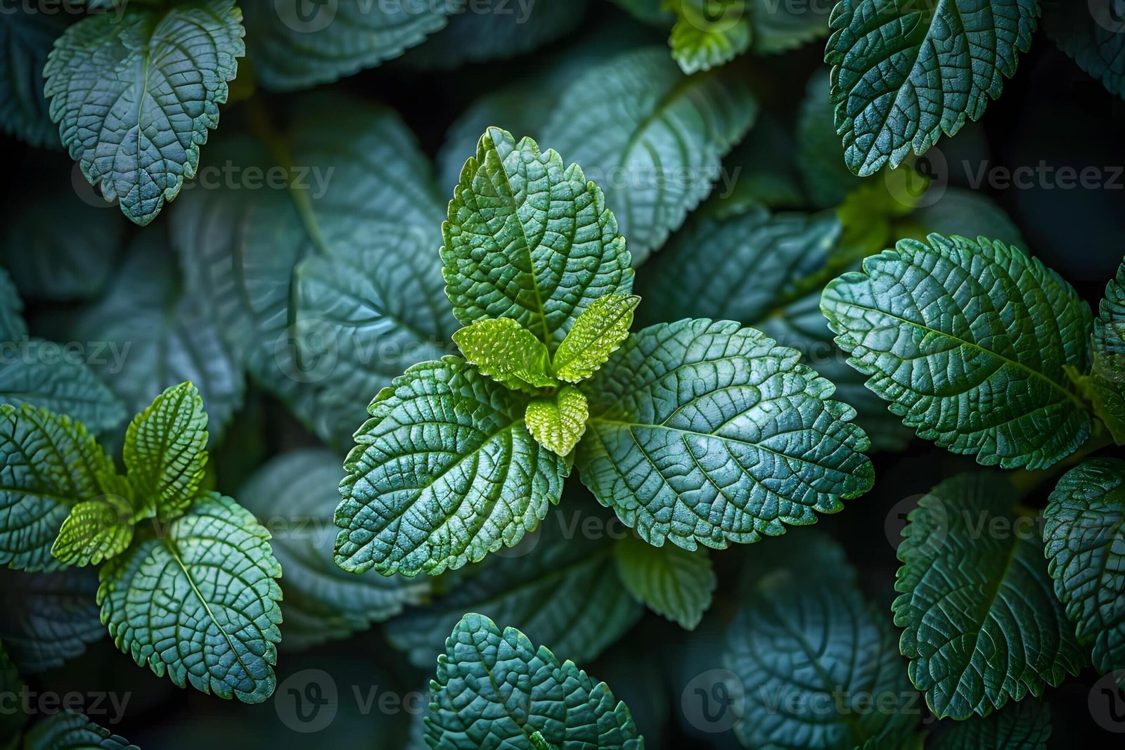 Neumenti Spearmint: Ekstrak Alami yang Terbukti Dukung Fokus, Daya Ingat, dan Kinerja Otak