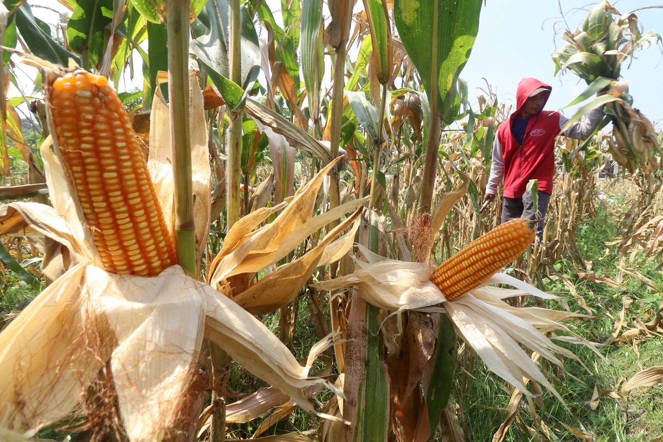 Pemerintah Siapkan SPHP Jagung 500 Ribu Ton untuk 2026