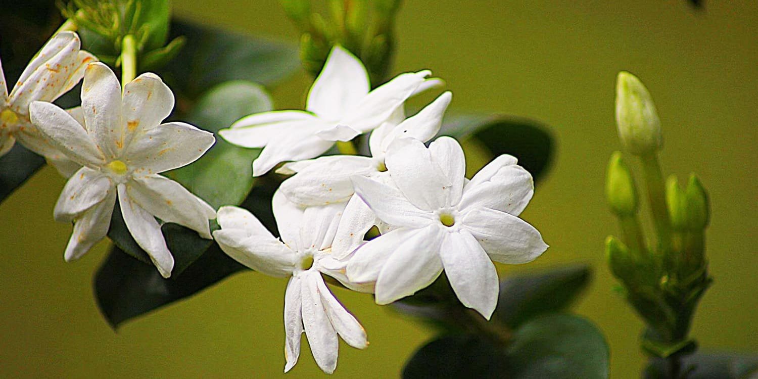 Kaya Minyak Atsiri, Melati Putih Prospektif untuk Industri Kosmetik