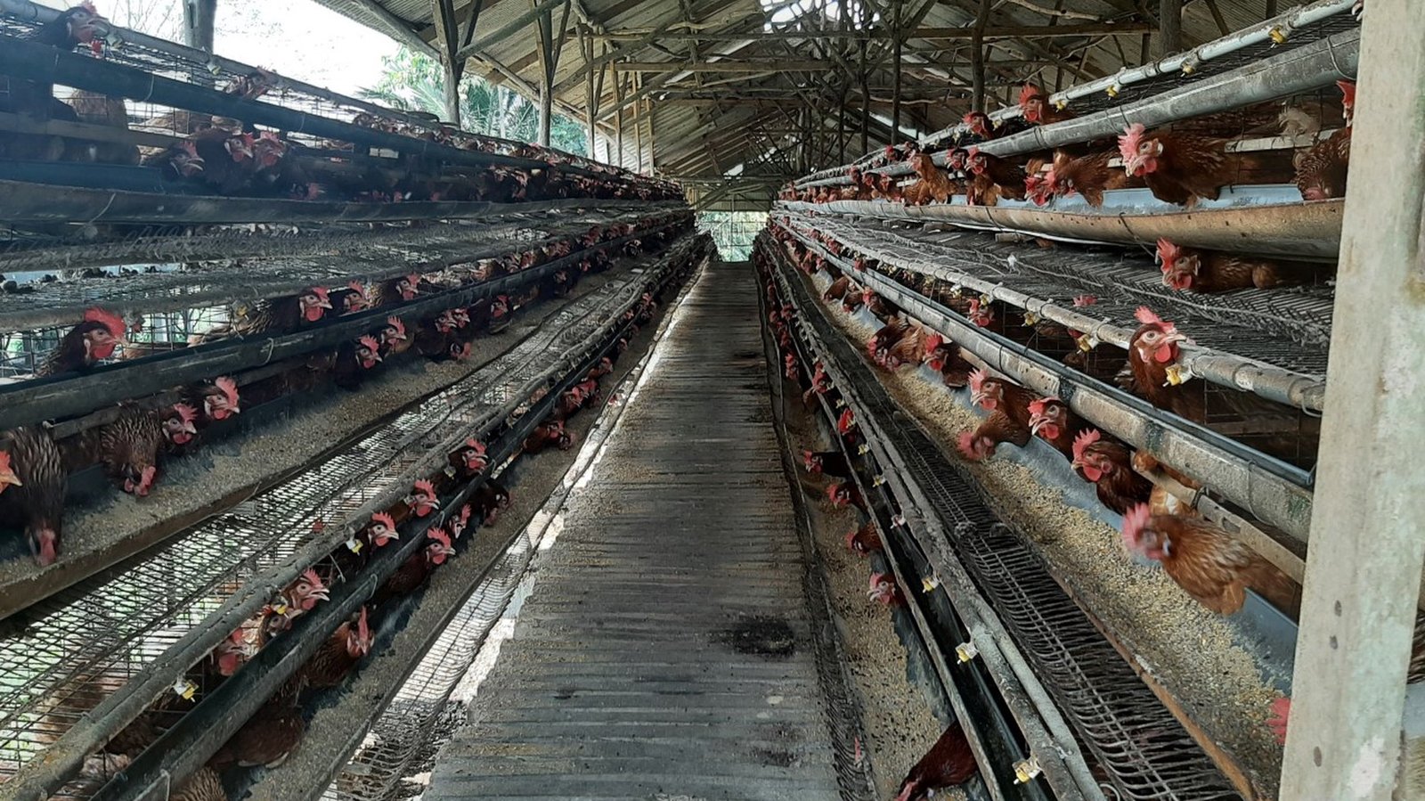 Ayam Petelur LPM Bogor Dikelola untuk Pasok Program MBG