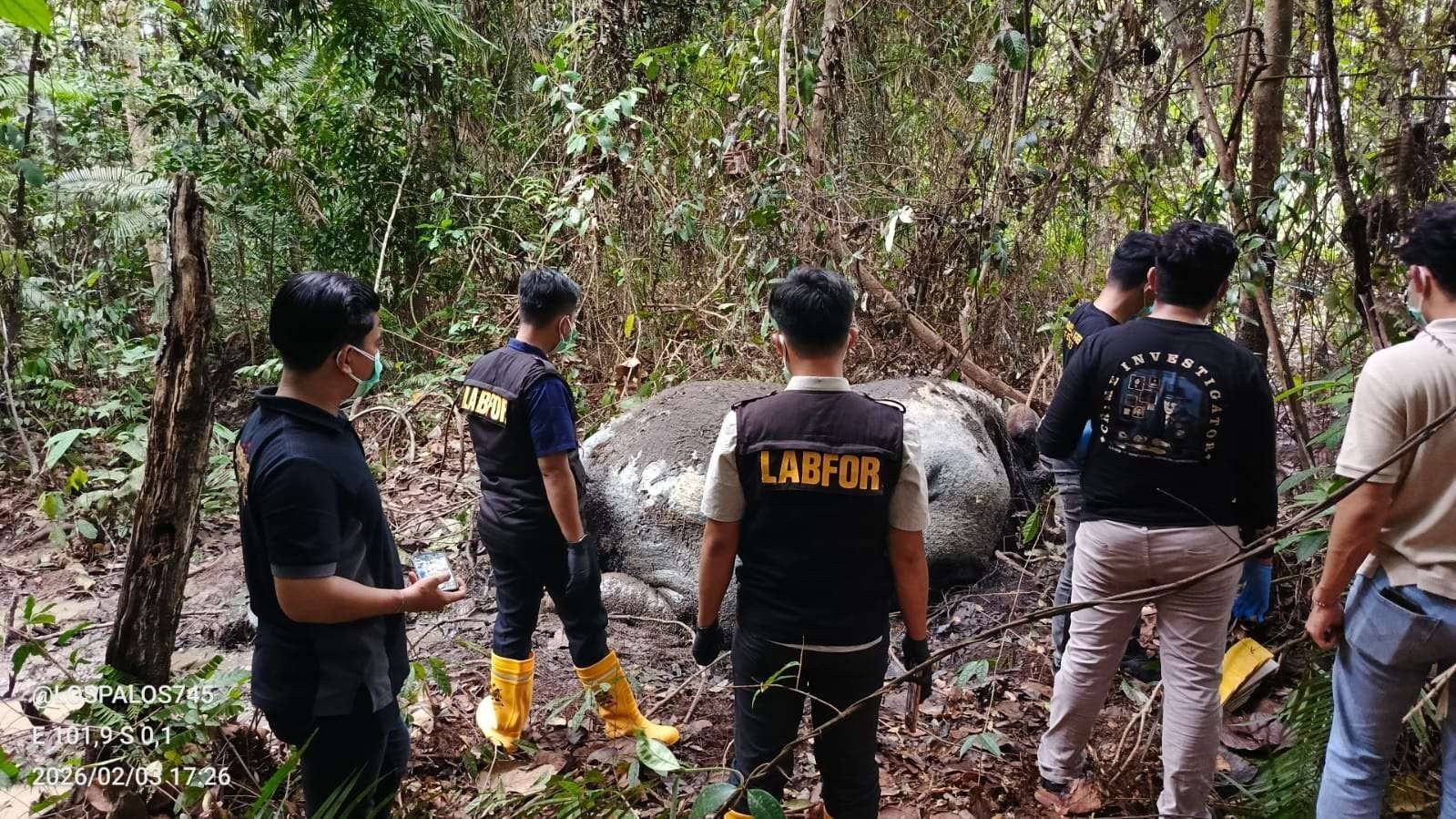 Kemenhut Selidiki Kematian Gajah Sumatera Tanpa Kepala di Riau