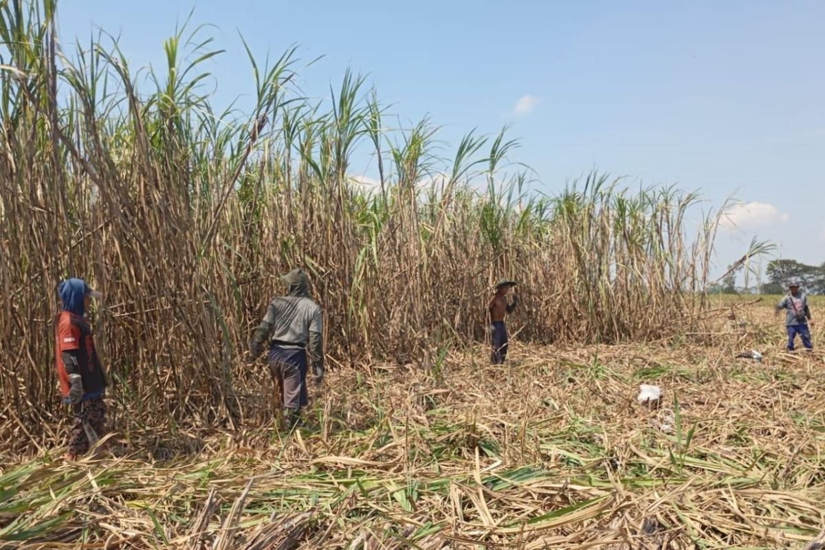 Kebun Dhoho Optimalkan 5.805 Hektare Lahan Tebu, Dukung Target Produksi Gula Nasional 3 Juta Ton