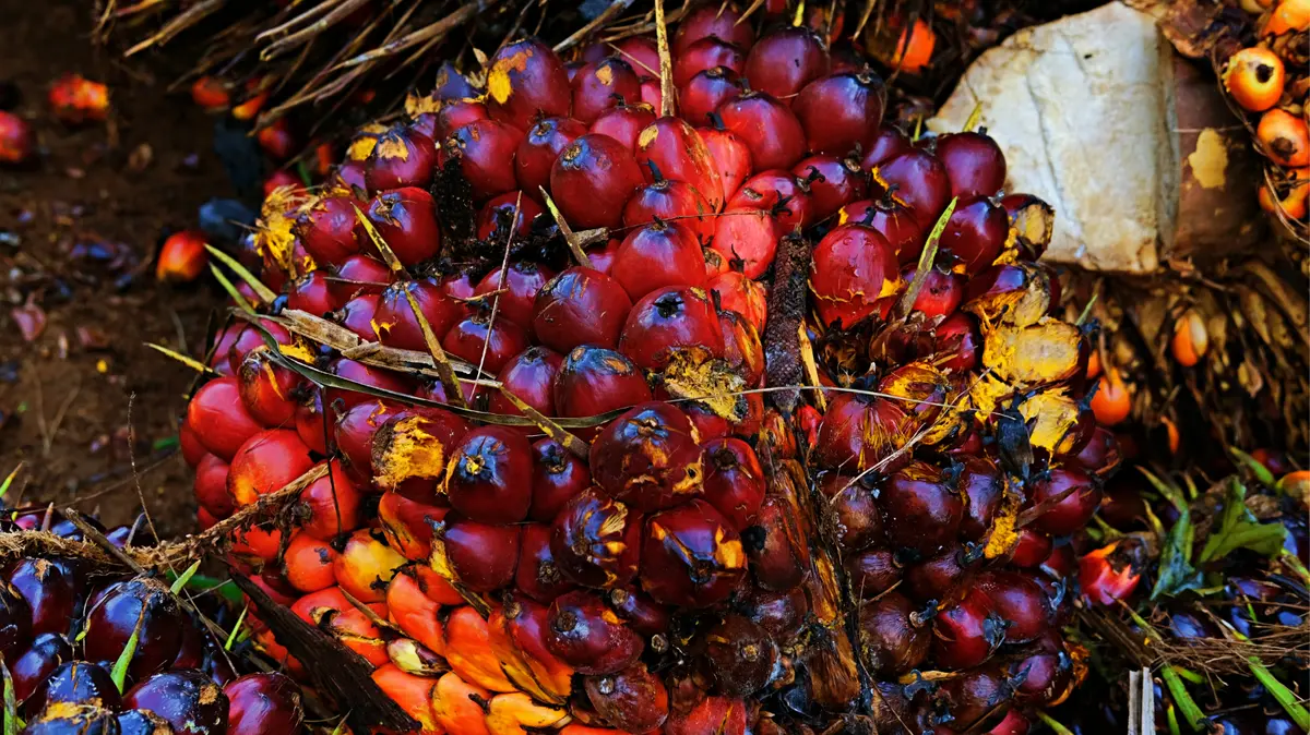 Kemendag Tetapkan Harga Referensi CPO Maret 2026 Naik Jadi USD 938,87