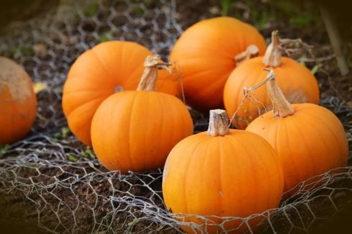 13 Manfaat Labu Kuning untuk Kesehatan, Baik untuk Mata hingga Imunitas