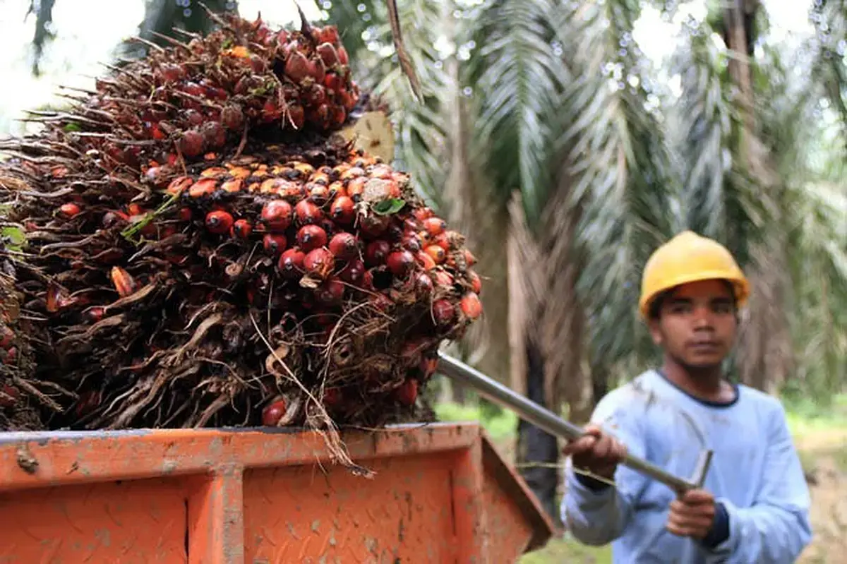 TBS Sawit Riau Turun 3,22 Persen, Dipicu Melemahnya Harga CPO