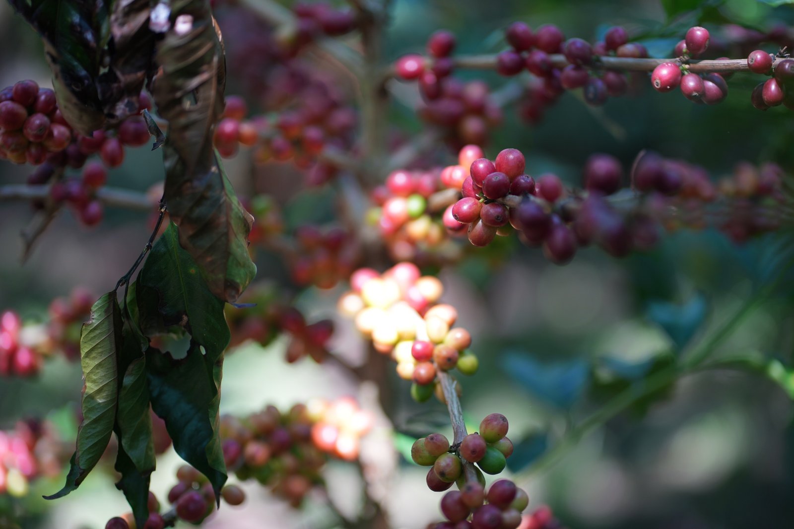 PTPN Tunda Panen Kopi Akibat Anomali Iklim, Fokus Jaga Kualitas
