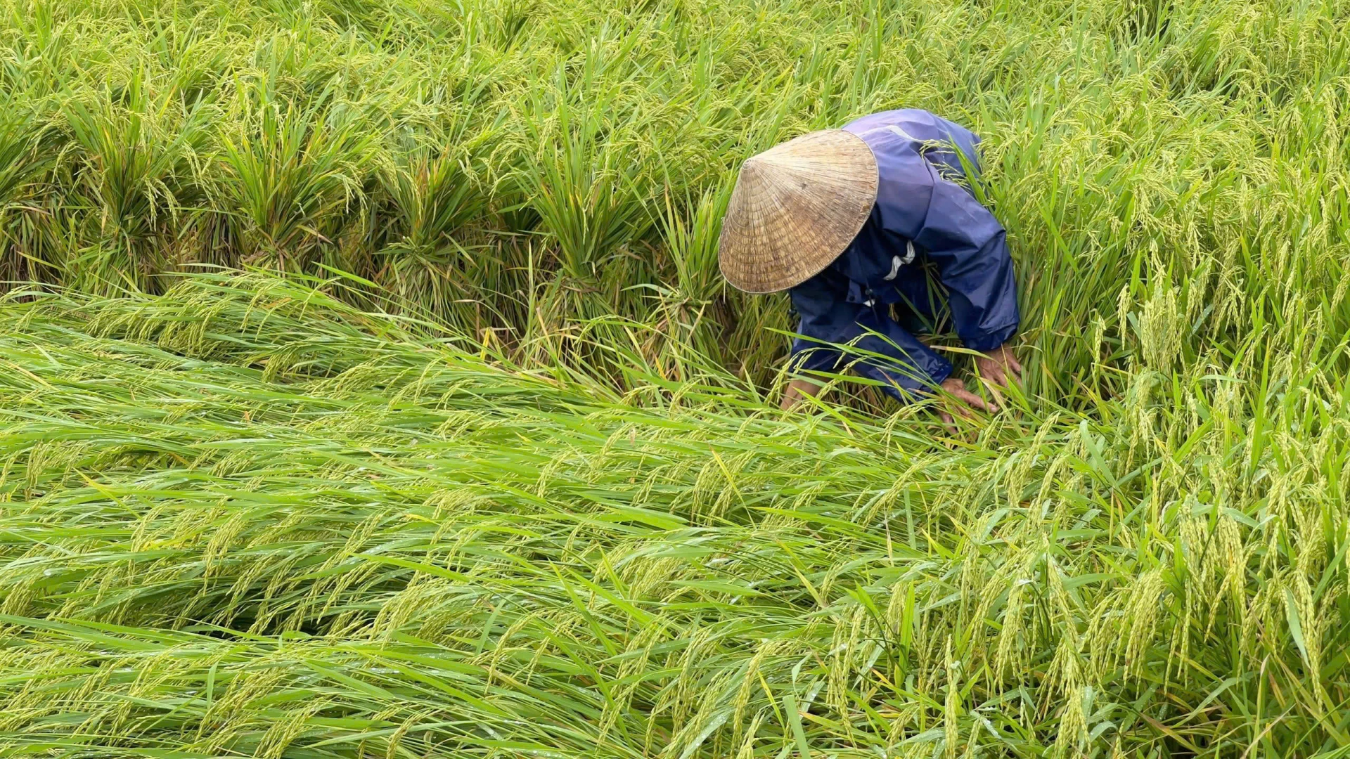 Kementan Instruksikan Padi Cepat Panen dan Irigasi Pompa untuk Cegah Kekeringan