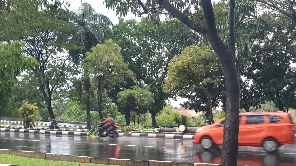 BPBD Bogor: Pohon Palem Tumbang Tewaskan Pengendara di Tegar Beriman