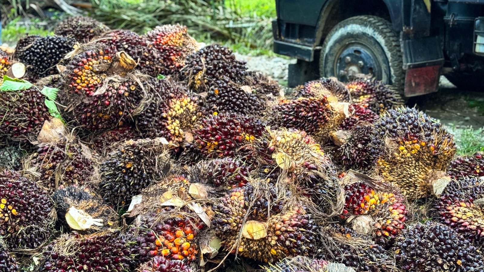 Didorong Kenaikan CPO, Harga TBS Sawit Petani Riau Kembali Menguat