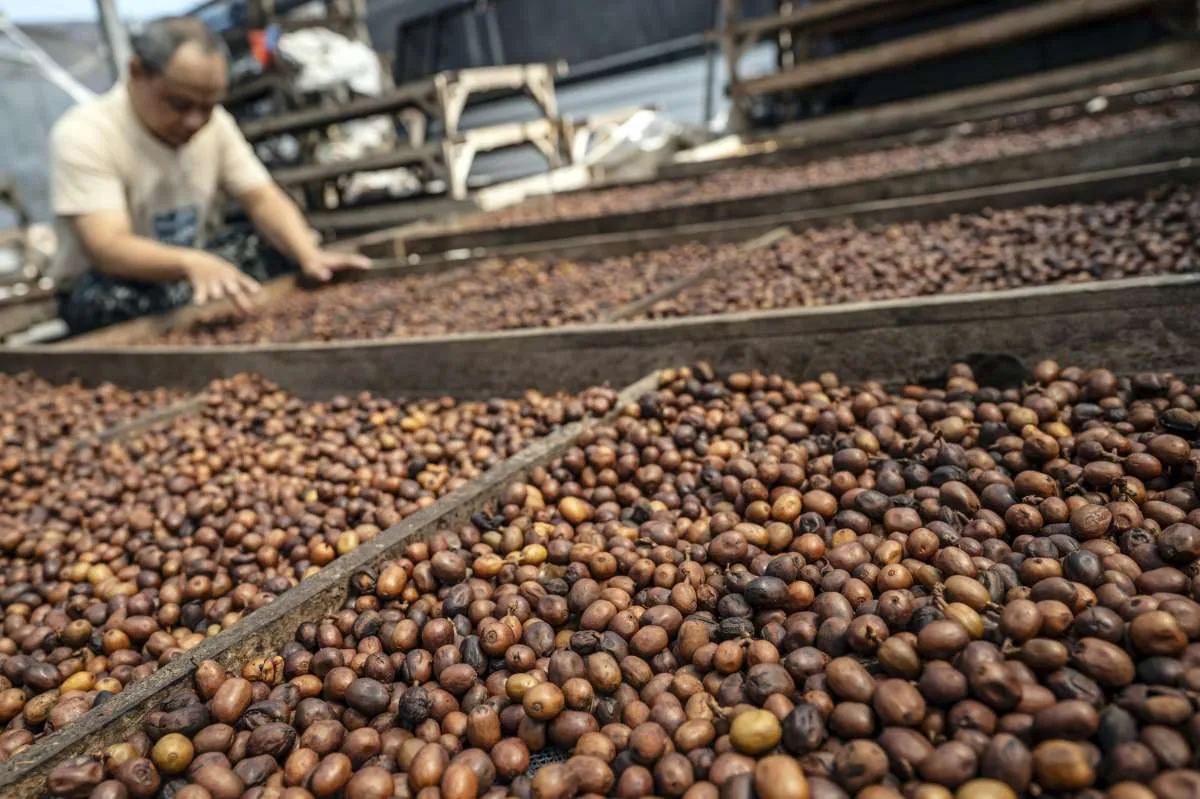 Kopi Specialty Indonesia Diminati Pasar Eropa, Potensi Transaksi Tembus Rp194,2 Miliar