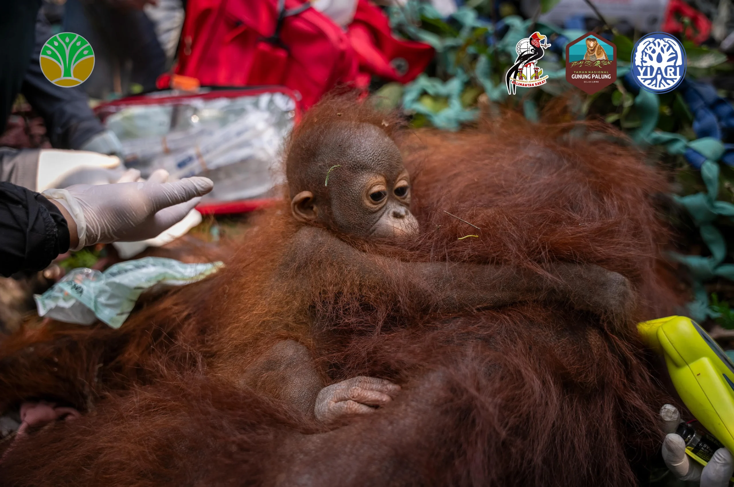 Khawatir Stres, 11 Orangutan Korban Karhutla Kaltim Dapat Pendampingan