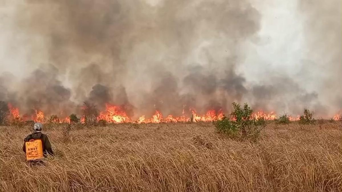 Api Kembali Muncul di Bekas Kebakaran TN Way Kambas, Pemadaman Terkendala Lahan Gambut
