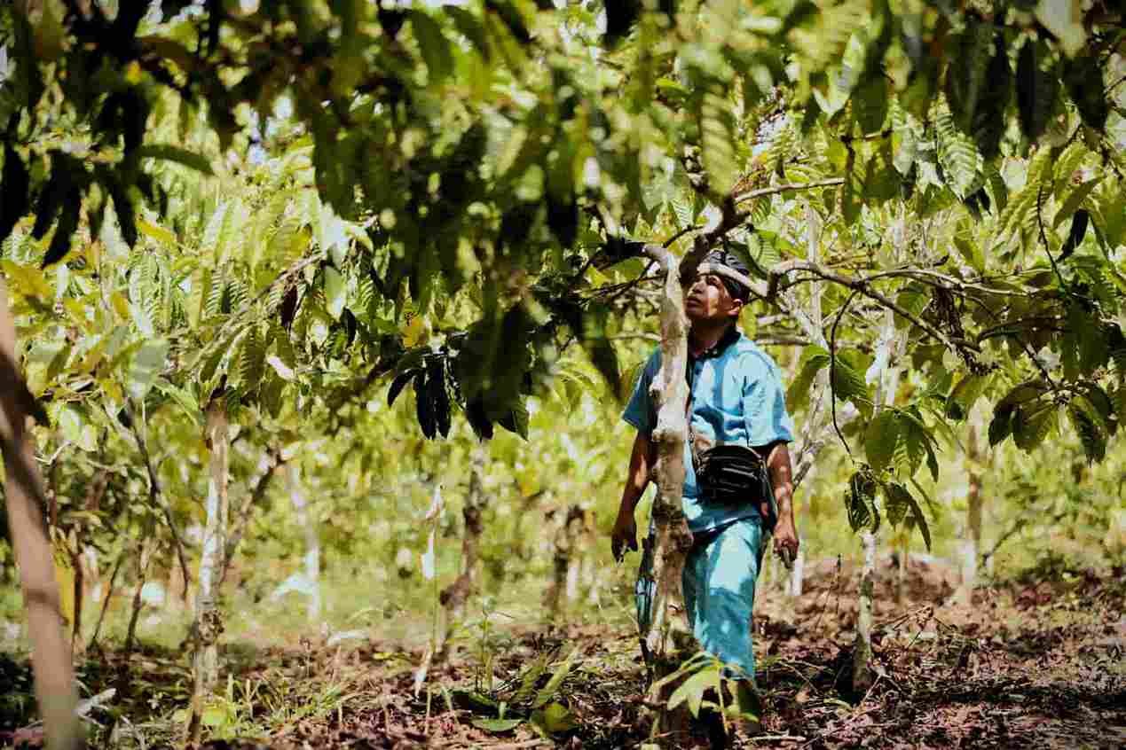 Pembiayaan Pertanian LPDB Koperasi Tembus Rp379,28 Miliar pada 2026
